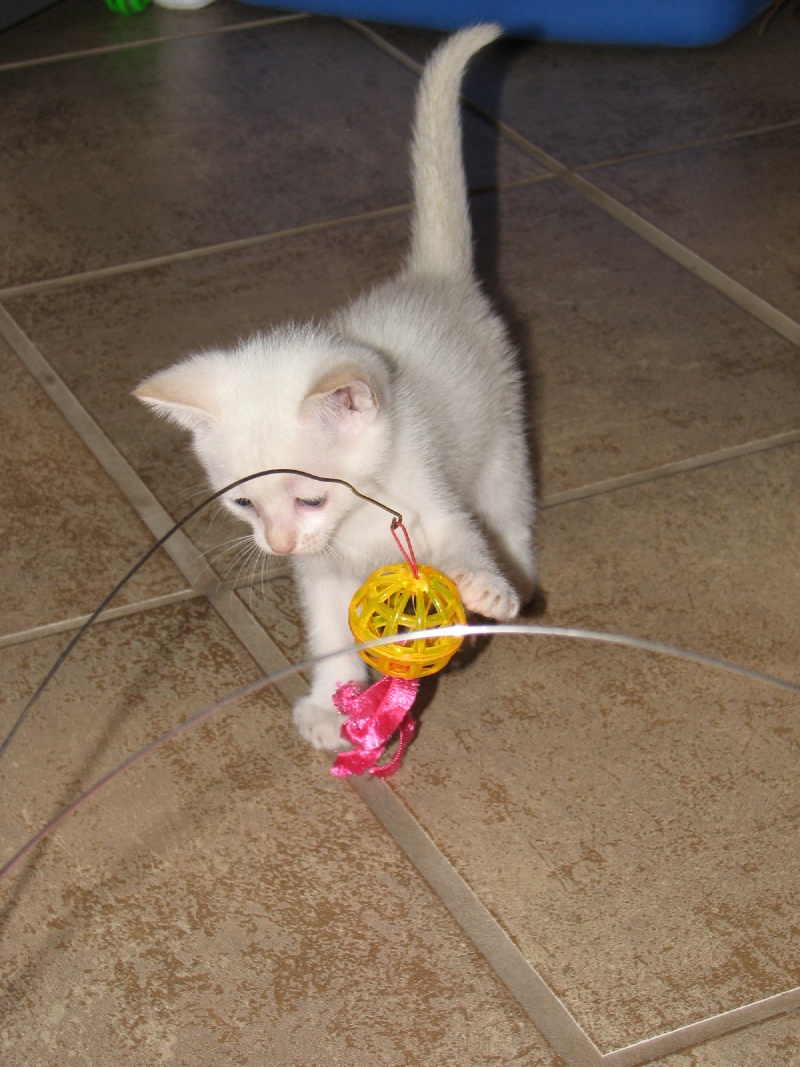 2009/09(September)/New_Kittens/800x600_20100206 422.JPG